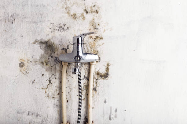 Best Black Mold Removal  in Lockhart, TX