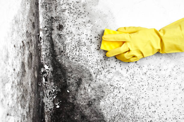 Best Mold Cleaning Services  in Lockhart, TX