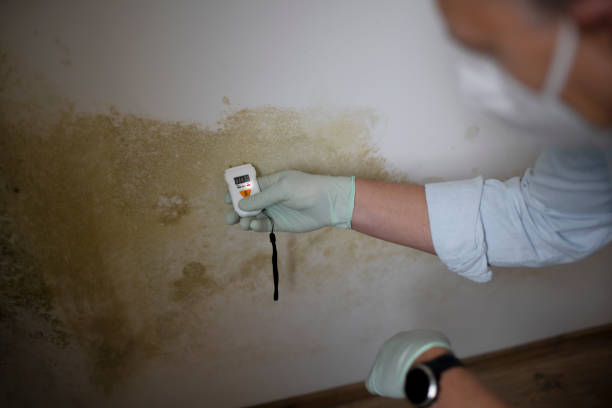 Best Mold Testing  in Lockhart, TX
