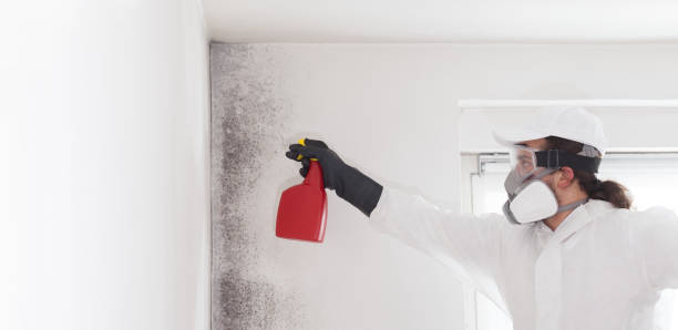 Trusted Lockhart, TX Mold Removal Experts