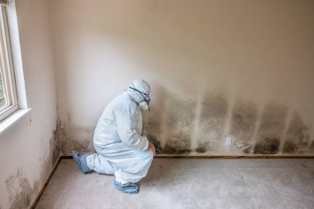 Best Mold Removal and Inspection  in Lockhart, TX