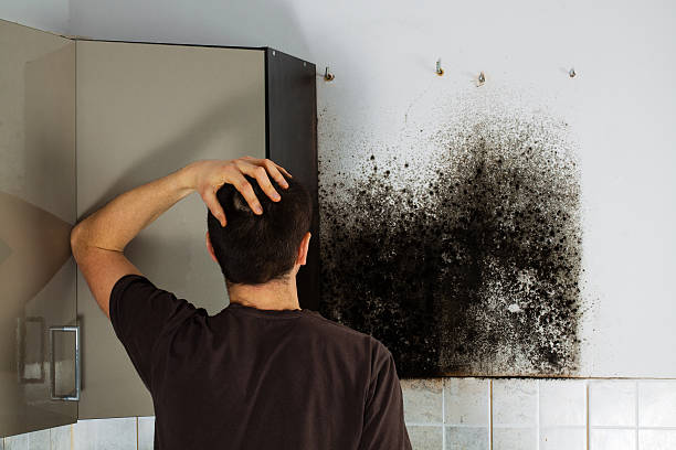 Best Mold Removal Near Me  in Lockhart, TX