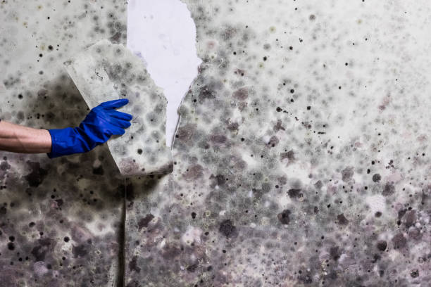 Mold Removal Process in Lockhart, TX