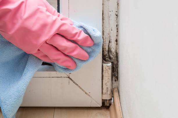 Best Fast Mold Removal  in Lockhart, TX