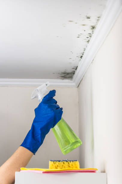 Best Mold Remediation  in Lockhart, TX