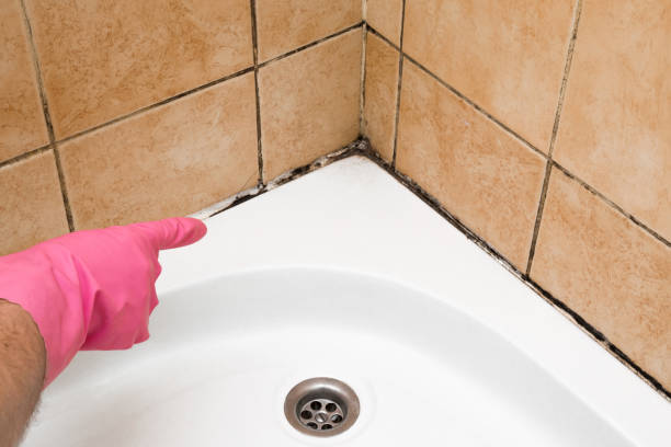 Best Mold Damage Repair  in Lockhart, TX